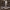 Violetinė stirnabudė - Collybia nuda | Fotografijos autorius : Žilvinas Pūtys | © Macronature.eu | Macro photography web site
