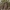 Ksantorėja - Xanthorrhoea australis | Fotografijos autorius : Žilvinas Pūtys | © Macrogamta.lt | Šis tinklapis priklauso bendruomenei kuri domisi makro fotografija ir fotografuoja gyvąjį makro pasaulį.