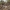 Ksantorėja - Xanthorrhoea australis | Fotografijos autorius : Žilvinas Pūtys | © Macrogamta.lt | Šis tinklapis priklauso bendruomenei kuri domisi makro fotografija ir fotografuoja gyvąjį makro pasaulį.
