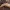 Didysis milčius - Tenebrio molitor, lėliukė | Fotografijos autorius : Žilvinas Pūtys | © Macronature.eu | Macro photography web site