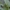 Auksadryžė ilgaūsė makštinė kandis - Nemophora degeerella ♂ | Fotografijos autorius : Žilvinas Pūtys | © Macronature.eu | Macro photography web site
