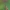 Auksadryžė ilgaūsė makštinė kandis - Nemophora degeerella | Fotografijos autorius : Gintautas Steiblys | © Macronature.eu | Macro photography web site