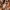 Geltonuodegis verpikas, vikšras - Sphrageidus similis | Fotografijos autorius : Ramunė Vakarė | © Macronature.eu | Macro photography web site