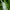 Geltonuodegis verpikas - Sphrageidus similis | Fotografijos autorius : Ramunė Vakarė | © Macronature.eu | Macro photography web site