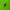 Drebulinis gūbrinukas - Zeugophora flavicollis (Marsham, 1802) | Fotografijos autorius : Vitalii Alekseev | © Macrogamta.lt | Šis tinklapis priklauso bendruomenei kuri domisi makro fotografija ir fotografuoja gyvąjį makro pasaulį.