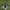 Zvimbeklė - Exhyalanthrax afer | Fotografijos autorius : Žilvinas Pūtys | © Macrogamta.lt | Šis tinklapis priklauso bendruomenei kuri domisi makro fotografija ir fotografuoja gyvąjį makro pasaulį.