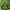 Zyboldo obelis - Malus sieboldii | Fotografijos autorius : Gintautas Steiblys | © Macrogamta.lt | Šis tinklapis priklauso bendruomenei kuri domisi makro fotografija ir fotografuoja gyvąjį makro pasaulį.