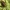 Įvairiaspalvė žolblakė - Lygus rugulipennis | Fotografijos autorius : Ramunė Vakarė | © Macrogamta.lt | Šis tinklapis priklauso bendruomenei kuri domisi makro fotografija ir fotografuoja gyvąjį makro pasaulį.