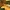 Auksuotoji smulkiažvynė - Phaeolepiota aurea | Fotografijos autorius : Ramunė Vakarė | © Macrogamta.lt | Šis tinklapis priklauso bendruomenei kuri domisi makro fotografija ir fotografuoja gyvąjį makro pasaulį.