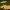 Auksuotoji smulkiažvynė - Phaeolepiota aurea | Fotografijos autorius : Ramunė Vakarė | © Macrogamta.lt | Šis tinklapis priklauso bendruomenei kuri domisi makro fotografija ir fotografuoja gyvąjį makro pasaulį.