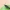 Geltonpilvė juodoji kandis - Scythris sinensis | Fotografijos autorius : Gintautas Steiblys | © Macrogamta.lt | Šis tinklapis priklauso bendruomenei kuri domisi makro fotografija ir fotografuoja gyvąjį makro pasaulį.