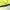 Pūkapilvis verpikas, vikšras - Eriogaster lanestris | Fotografijos autorius : Ramunė Vakarė | © Macrogamta.lt | Šis tinklapis priklauso bendruomenei kuri domisi makro fotografija ir fotografuoja gyvąjį makro pasaulį.