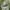 Šukaūsis pievaspragšis - Ctenicera pectinicornis | Fotografijos autorius : Vytautas Gluoksnis | © Macrogamta.lt | Šis tinklapis priklauso bendruomenei kuri domisi makro fotografija ir fotografuoja gyvąjį makro pasaulį.