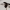 Kamuolvabalis  - Byrrhidae sp. | Fotografijos autorius : Vytautas Gluoksnis | © Macrogamta.lt | Šis tinklapis priklauso bendruomenei kuri domisi makro fotografija ir fotografuoja gyvąjį makro pasaulį.