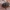 Netikrastraublis - Anthribus nebulosus | Fotografijos autorius : Žilvinas Pūtys | © Macrogamta.lt | Šis tinklapis priklauso bendruomenei kuri domisi makro fotografija ir fotografuoja gyvąjį makro pasaulį.