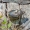  Niūriaspalvis auksavabalis - Osmoderma barnabita  | Fotografijos autorius : Virginijus Jaseliunas | © Macrogamta.lt | Šis tinklapis priklauso bendruomenei kuri domisi makro fotografija ir fotografuoja gyvąjį makro pasaulį.
