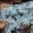  Vatuolis - Byssocorticium sp. | Fotografijos autorius : Gintautas Steiblys | © Macrogamta.lt | Šis tinklapis priklauso bendruomenei kuri domisi makro fotografija ir fotografuoja gyvąjį makro pasaulį.