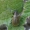 Lochmaea caprea - Blindinis rusvys | Fotografijos autorius : Vytautas Gluoksnis | © Macrogamta.lt | Šis tinklapis priklauso bendruomenei kuri domisi makro fotografija ir fotografuoja gyvąjį makro pasaulį.