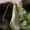 Geltonoji ilgaūsė makštinė kandis - Nematopogon swammerdamella | Fotografijos autorius : Vytautas Gluoksnis | © Macrogamta.lt | Šis tinklapis priklauso bendruomenei kuri domisi makro fotografija ir fotografuoja gyvąjį makro pasaulį.