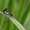 Šarvuotoji skėtė - Leucorrhinia pectoralis | Fotografijos autorius : Gediminas Gražulevičius | © Macrogamta.lt | Šis tinklapis priklauso bendruomenei kuri domisi makro fotografija ir fotografuoja gyvąjį makro pasaulį.