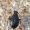 Tamsioji šokliablakė - Salda littoralis | Fotografijos autorius : Gintautas Steiblys | © Macrogamta.lt | Šis tinklapis priklauso bendruomenei kuri domisi makro fotografija ir fotografuoja gyvąjį makro pasaulį.