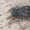 Plaukuotasis dėmėtšoklis - Sittipub pubescens | Fotografijos autorius : Gintautas Steiblys | © Macrogamta.lt | Šis tinklapis priklauso bendruomenei kuri domisi makro fotografija ir fotografuoja gyvąjį makro pasaulį.