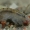 Kietašarvė šoniplauka - Pontogammarus robustoides | Fotografijos autorius : Gintautas Steiblys | © Macrogamta.lt | Šis tinklapis priklauso bendruomenei kuri domisi makro fotografija ir fotografuoja gyvąjį makro pasaulį.