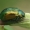 Žaliasis girinukas - Plagiosterna (=Linaeidea) aenea  | Fotografijos autorius : Gintautas Steiblys | © Macrogamta.lt | Šis tinklapis priklauso bendruomenei kuri domisi makro fotografija ir fotografuoja gyvąjį makro pasaulį.