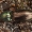 Žaliasis rugiaspragšis - Selatosomus aeneus | Fotografijos autorius : Žilvinas Pūtys | © Macrogamta.lt | Šis tinklapis priklauso bendruomenei kuri domisi makro fotografija ir fotografuoja gyvąjį makro pasaulį.