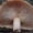 Žvynuotasis dantūnis - Neolentinus lepideus | Fotografijos autorius : Vitalij Drozdov | © Macrogamta.lt | Šis tinklapis priklauso bendruomenei kuri domisi makro fotografija ir fotografuoja gyvąjį makro pasaulį.