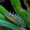 Dvidešimtketurtaškė boružė - Subcoccinella vigintiquatuorpunctata, lerva | Fotografijos autorius : Romas Ferenca | © Macronature.eu | Macro photography web site
