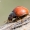 Dvidešimtketurtaškė boružė - Subcoccinella vigintiquatuorpunctata | Fotografijos autorius : Oskaras Venckus | © Macronature.eu | Macro photography web site