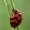 Boružė dvidešimtketurtaškė - Subcoccinella vigintiquatuorpunctata | Fotografijos autorius : Gintautas Steiblys | © Macronature.eu | Macro photography web site
