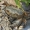 Alžyrinis gėlavandenis krabas - Potamon algeriense | Fotografijos autorius : Gintautas Steiblys | © Macronature.eu | Macro photography web site