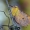 Alksninis geltonsprindis - Ennomos alniaria | Fotografijos autorius : Arūnas Eismantas | © Macrogamta.lt | Šis tinklapis priklauso bendruomenei kuri domisi makro fotografija ir fotografuoja gyvąjį makro pasaulį.