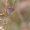 Didysis melsvys - Polyommatus amandus | Fotografijos autorius : Gediminas Gražulevičius | © Macronature.eu | Macro photography web site