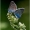 Didieji melsviai - Polyommatus amandus | Fotografijos autorius : Valdimantas Grigonis | © Macronature.eu | Macro photography web site