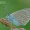 Didysis melsvys - Polyommatus amandus | Fotografijos autorius : Darius Baužys | © Macronature.eu | Macro photography web site