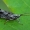 Apsiuva - Trichostegia minor ♀ | Fotografijos autorius : Gintautas Steiblys | © Macrogamta.lt | Šis tinklapis priklauso bendruomenei kuri domisi makro fotografija ir fotografuoja gyvąjį makro pasaulį.