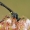 Plėšriamusė - Dioctria hyalipennis | Fotografijos autorius : Gintautas Steiblys | © Macrogamta.lt | Šis tinklapis priklauso bendruomenei kuri domisi makro fotografija ir fotografuoja gyvąjį makro pasaulį.