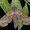Amūrinis sfinksas - Laothoe amurensis | Fotografijos autorius : Rimantas Stankūnas | © Macronature.eu | Macro photography web site