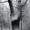 Karoliniškių draustinio baltoji tuopa - Populus alba | Fotografijos autorius : Aleksandras Stabrauskas | © Macrogamta.lt | Šis tinklapis priklauso bendruomenei kuri domisi makro fotografija ir fotografuoja gyvąjį makro pasaulį.