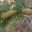 Bankso pušis - Pinus banksiana | Fotografijos autorius : Gintautas Steiblys | © Macrogamta.lt | Šis tinklapis priklauso bendruomenei kuri domisi makro fotografija ir fotografuoja gyvąjį makro pasaulį.