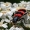 Bitinis keršvabalis - Trichodes apiarius | Fotografijos autorius : Valdimantas Grigonis | © Macronature.eu | Macro photography web site