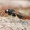 Didysis ragauodegis - Urocerus gigas | Fotografijos autorius : Gintautas Steiblys | © Macrogamta.lt | Šis tinklapis priklauso bendruomenei kuri domisi makro fotografija ir fotografuoja gyvąjį makro pasaulį.