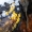 Citrininė geltontaurė - Calycina citrina | Fotografijos autorius : Agnė Kulpytė | © Macrogamta.lt | Šis tinklapis priklauso bendruomenei kuri domisi makro fotografija ir fotografuoja gyvąjį makro pasaulį.