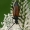 Juodasiūlis grakštenis - Stenurella melanura  | Fotografijos autorius : Gintautas Steiblys | © Macronature.eu | Macro photography web site
