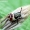 Bronzinė skydblakė - Troilus luridus, nimfa | Fotografijos autorius : Algirdas Vilkas | © Macronature.eu | Macro photography web site