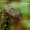 Bronzinė skydblakė - Troilus luridus | Fotografijos autorius : Romas Ferenca | © Macronature.eu | Macro photography web site