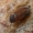 Smirnovo kailiagraužis - Attagenus smirnovi  | Fotografijos autorius : Gintautas Steiblys | © Macronature.eu | Macro photography web site